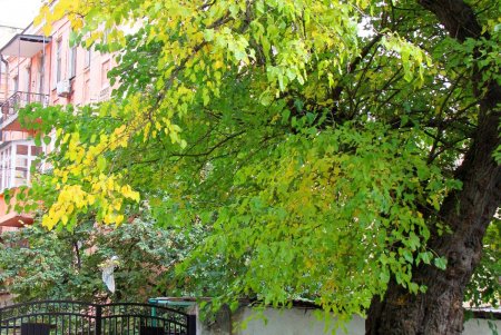 Старые дома, граффити и архитектурные сокровища улицы Кузнечной: воскресная прогулка по старой Одессе (фоторепортаж)