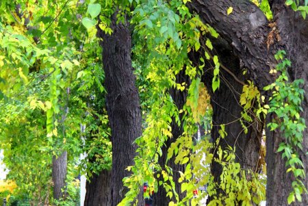 Улица Нежинская: купеческие дома, дворы-колодцы и новоделы, которые вписались в общую старинную атмосферу (фоторепортаж) 