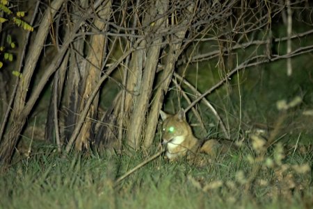 Тилигульский природный парк в Одесской области облюбовали шакалы (фото)