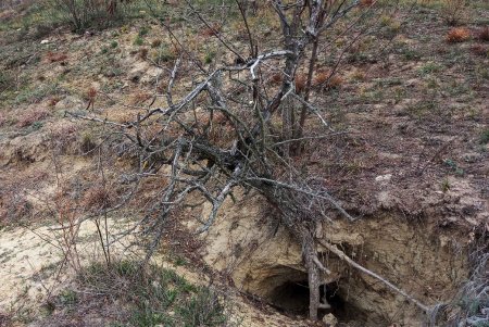 Тилигульский природный парк в Одесской области облюбовали шакалы (фото)