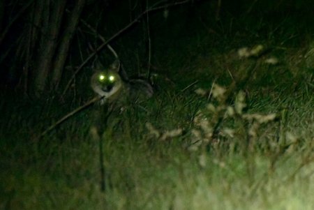Тилигульский природный парк в Одесской области облюбовали шакалы (фото)