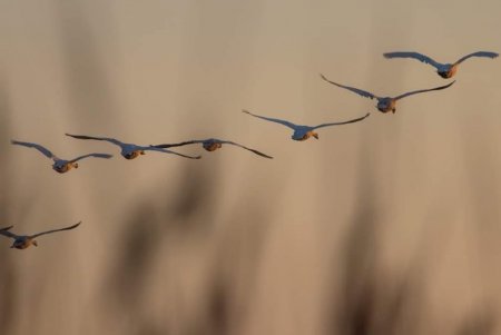 В Тузловскую Амазонию прилетело на зимовку несколько десятков краснокнижных тундровых лебедей (фото)