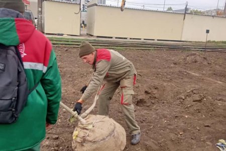 Озеленители высаживают во всех районах города ясени, гибискусы, мыльные и иудины деревья (фото)