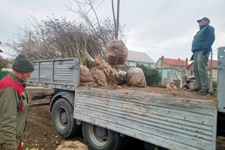 Озеленители высаживают во всех районах города ясени, гибискусы, мыльные и иудины деревья (фото)