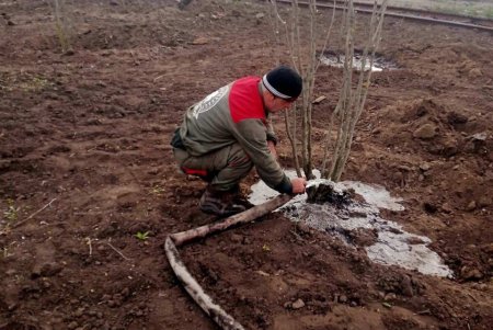 Озеленители высаживают во всех районах города ясени, гибискусы, мыльные и иудины деревья (фото)