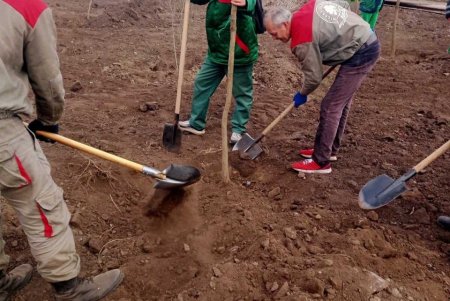 Озеленители высаживают во всех районах города ясени, гибискусы, мыльные и иудины деревья (фото)