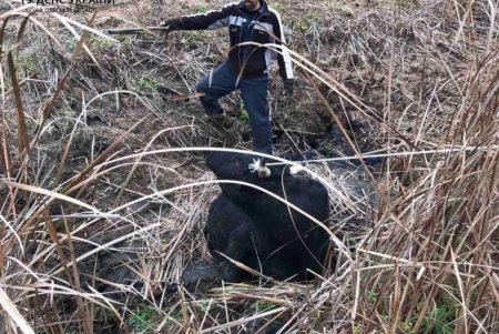 Спасатели Измаильского района помогли корове выбраться из болотной ловушки (фото)