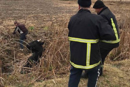 Спасатели Измаильского района помогли корове выбраться из болотной ловушки (фото)