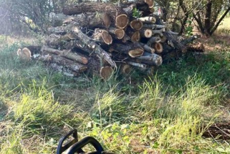 Нарубили дров на 30 тысяч гривен каждый: двоих мужчин из Подольского и Одесского районов осудят за самовольный спил деревьев (фото)