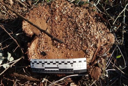 Нарубили дров на 30 тысяч гривен каждый: двоих мужчин из Подольского и Одесского районов осудят за самовольный спил деревьев (фото)