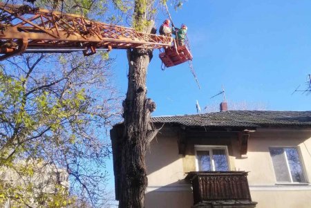 В разных районах Одессы коммунальщики ликвидировали аварийные ситуации с деревьями (фото)