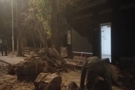 В разных районах Одессы коммунальщики ликвидировали аварийные ситуации с деревьями (фото)