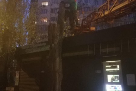 В разных районах Одессы коммунальщики ликвидировали аварийные ситуации с деревьями (фото)