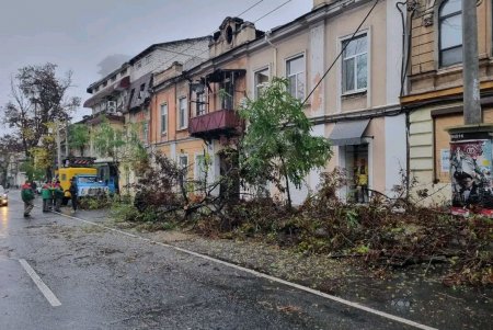 Коммунальщики оперативно убрали с проезжей части упавшее дерево (фото)