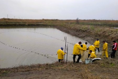 В крупнейшие лиманы Одесской области выпущено более 11 тонн мальков ценных пород рыбы (видео)