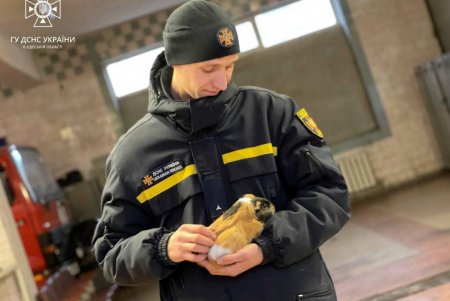 В одном из Пунктов несломленности для психологической поддержки задействовали животных (фото)