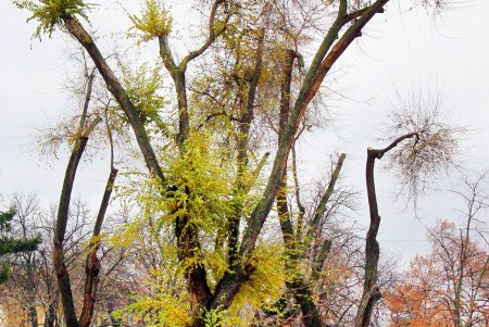 Поздняя осень на одесской Соборке (фоторепортаж)