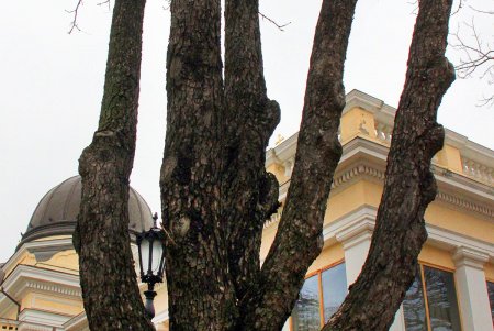 Поздняя осень на одесской Соборке (фоторепортаж)