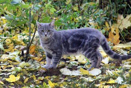 Поздняя осень на одесской Соборке (фоторепортаж)