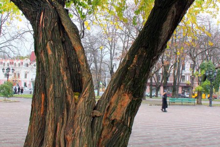 Поздняя осень на одесской Соборке (фоторепортаж)