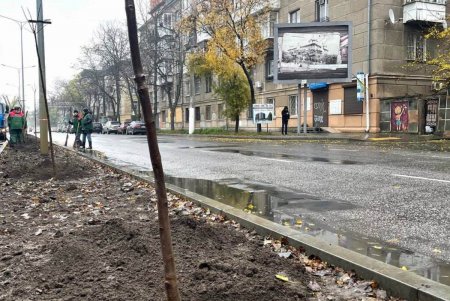 На проспекте Гагарина высадили 45 катальп и 1,5 тысячи кустов (фото)