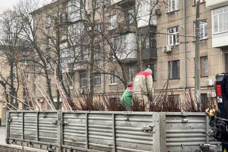 На проспекте Гагарина высадили 45 катальп и 1,5 тысячи кустов (фото)