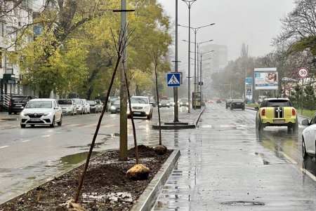 На проспекте Гагарина высадили 45 катальп и 1,5 тысячи кустов (фото)