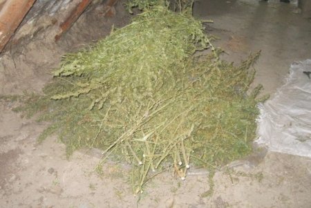 Житель Белгород-Днестровского района вырастил и изготовил шесть килограммов каннабиса (фото)