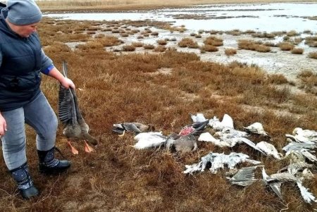 В пойме реки Хаджидер экологи обнаружили мертвыми 50 диких гусей и 40 мартинов (фото)