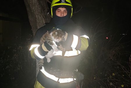 Одесские и измаильские спасатели помогли двум кошкам безопасно спуститься на землю с дерева