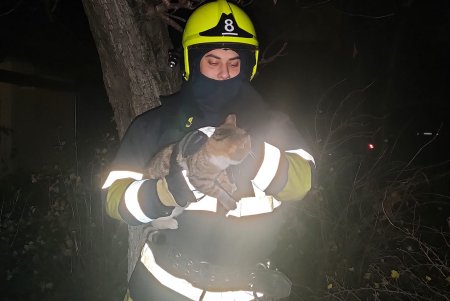 Одесские и измаильские спасатели помогли двум кошкам безопасно спуститься на землю с дерева