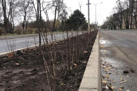 Уборка, подготовка растений к зиме и дров для пунктов несокрушимости: одесские коммунальщики активно готовят город к холодам (фото)