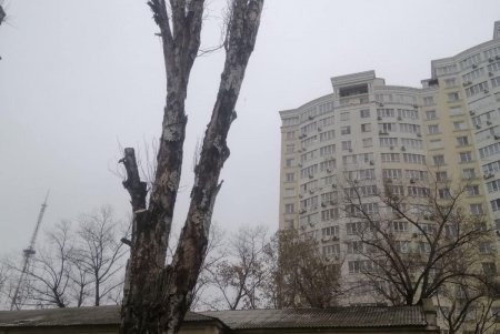 Уборка, подготовка растений к зиме и дров для пунктов несокрушимости: одесские коммунальщики активно готовят город к холодам (фото)