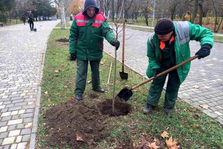 Уборка, подготовка растений к зиме и дров для пунктов несокрушимости: одесские коммунальщики активно готовят город к холодам (фото)