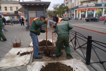 Уборка, подготовка растений к зиме и дров для пунктов несокрушимости: одесские коммунальщики активно готовят город к холодам (фото)