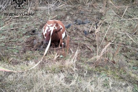 Спасатели Измаильского района помогли выбраться корове из болотной ловушки (фото)