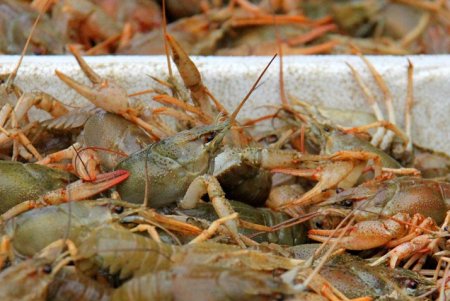 Покупаем продукты на Привозе: что и почем на знаменитом одесском рынке (фоторепортаж)