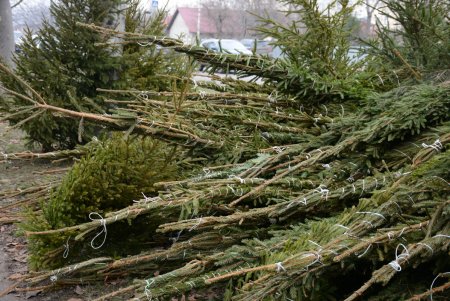 Праздники приближаются: одесситы делают покупки на елочных базарах (фоторепортаж)