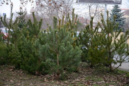 Праздники приближаются: одесситы делают покупки на елочных базарах (фоторепортаж)