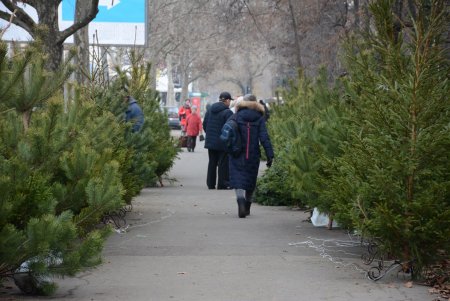 Праздники приближаются: одесситы делают покупки на елочных базарах (фоторепортаж)