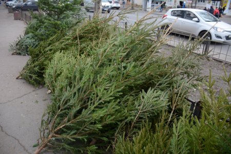 Праздники приближаются: одесситы делают покупки на елочных базарах (фоторепортаж)