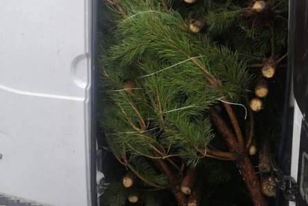 На блокпосту в Одессе остановили два автомобиля, заполненных незаконно срубленными елями