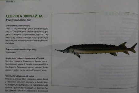 Краснокнижный осетр возвращается в Днестровский лиман