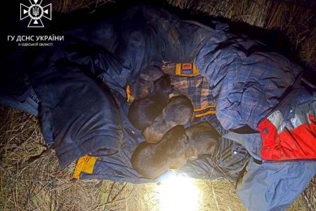 В Одесской области спасатели помогли спуститься с дерева котику и достали из ямы щенков (фото)
