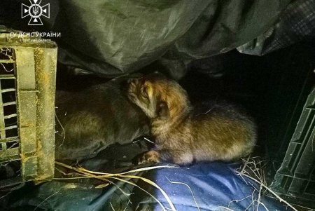 В Одесской области спасатели помогли спуститься с дерева котику и достали из ямы щенков (фото)