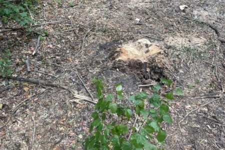 Семерых жителей Одесской области осудят за вырубку деревьев на землях «Укрзализныци» на семь миллионов гривен (фото)