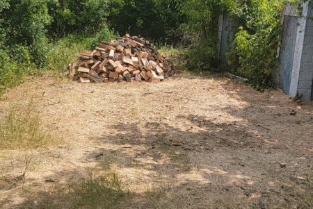 Семерых жителей Одесской области осудят за вырубку деревьев на землях «Укрзализныци» на семь миллионов гривен (фото)