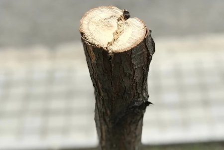 На спуске Маринеско неизвестные сломали молодое дерево (фото)