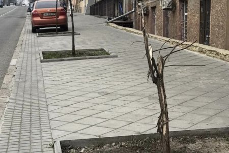 На спуске Маринеско неизвестные сломали молодое дерево (фото)