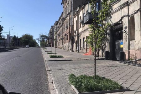На спуске Маринеско неизвестные сломали молодое дерево (фото)